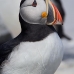 puffin_atlantic_msi_v_1210_can0830.jpg